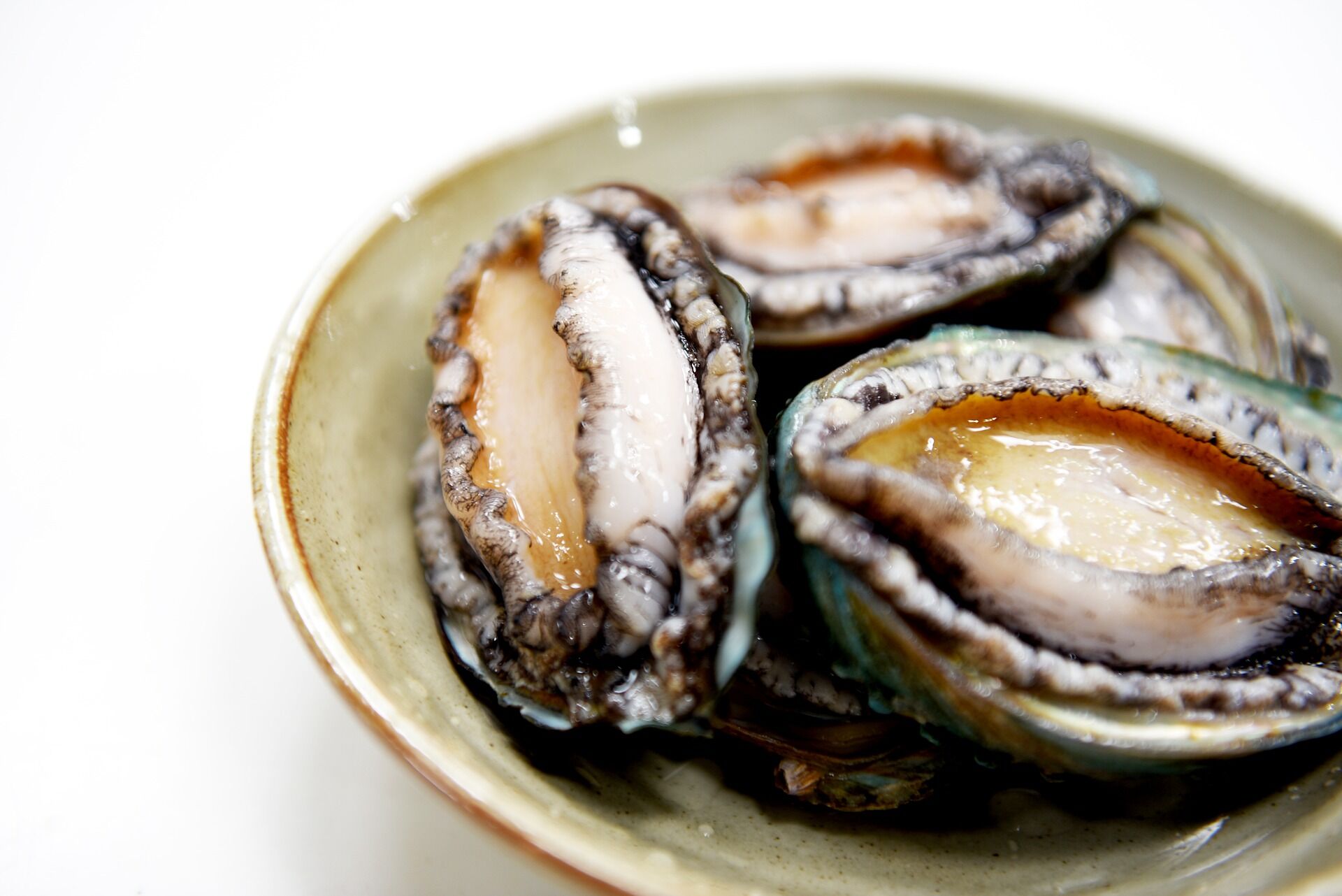 abalone-5246386_1920